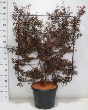 Acer palmatum 'Skeeter's Broom' Scherm 120 cm C45