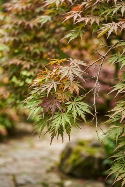 Acer palmatum 'Skeeter's Broom' Scherm 120 cm C45