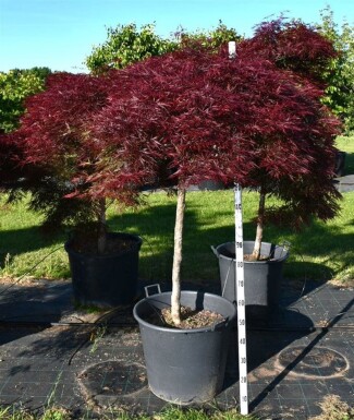 Acer palmatum 'Stella Rossa' struik 150-175 cm C130