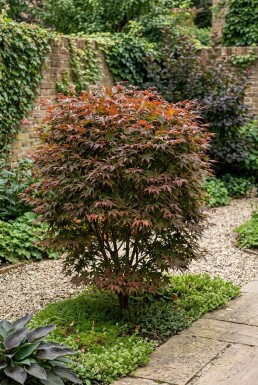 Acer palmatum 'Stella Rossa' struik 150-175 cm C130