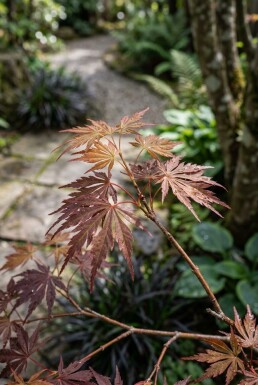Acer palmatum 'Stella Rossa' struik 150-175 cm C130