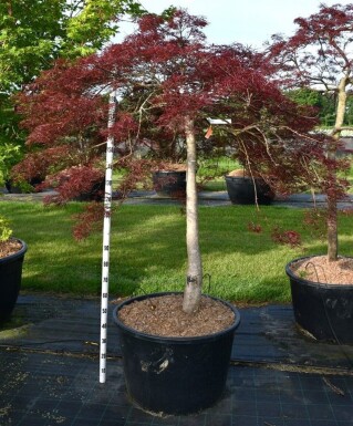 Acer palmatum 'Stella Rossa' op stam 120 cm C160