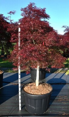 Acer palmatum 'Stella Rossa' op stam stamhoogte 100 cm C180