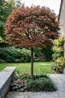 Acer palmatum 'Stella Rossa' op stam stamhoogte 100 cm C180