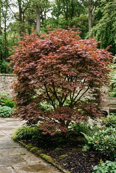 Acer palmatum 'Sumi-nagashi' struik 200-250 cm C70