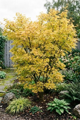 Acer palmatum 'Summer Gold' struik 125+ cm C15