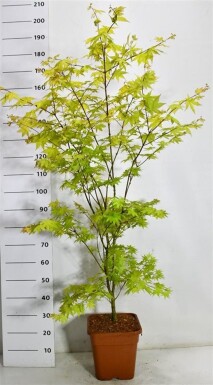 Acer palmatum 'Summer Gold' struik 125+ cm C15