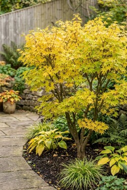 Acer palmatum 'Summer Gold' struik 125+ cm C15