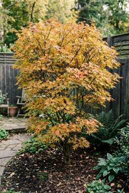 Acer palmatum 'Summer Sunset' struik 150-175 cm C65