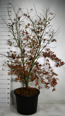 Acer palmatum 'Summer Sunset' struik 150-175 cm C65