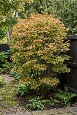 Acer palmatum 'Summer Sunset' struik 150-175 cm C65
