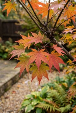 Acer palmatum 'Summer Sunset' struik 150-175 cm C65