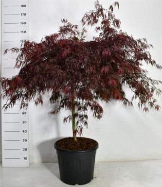 Acer palmatum 'Tamukeyama' op stam 70 cm C35