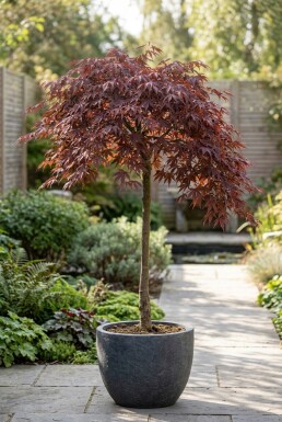 Acer palmatum 'Tamukeyama' op stam 70 cm C35