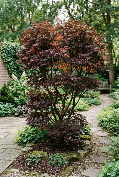Acer palmatum 'Trompenburg' struik 200-225 cm C70