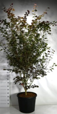 Acer palmatum 'Trompenburg' struik 200-225 cm C70
