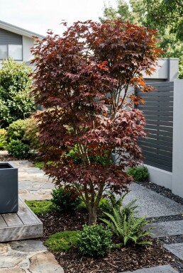 Acer palmatum 'Trompenburg' struik 200-225 cm C70
