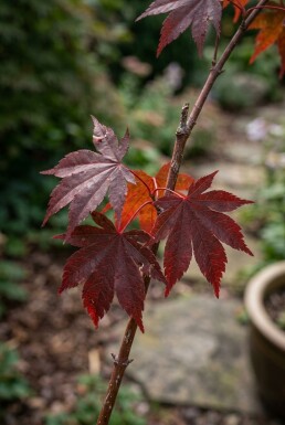 Acer palmatum 'Trompenburg' struik 200-225 cm C70