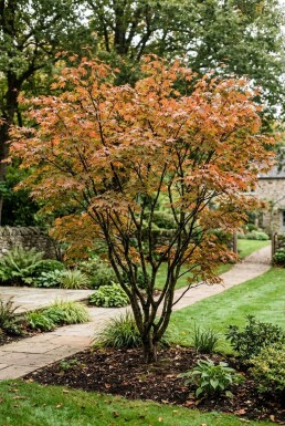Acer palmatum struik 300-350 cm C1040