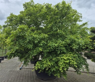 Acer palmatum struik 300-350 cm C1040