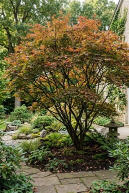 Acer palmatum struik 300-350 cm C1040