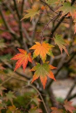 Acer palmatum struik 300-350 cm C1040