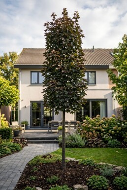 Acer platanoides 'Crimson Sentry' op stam 140 cm C110