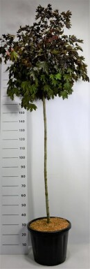 Acer platanoides 'Crimson Sentry' op stam 140 cm C80