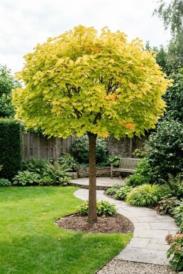 Acer shirasawanum 'Jordan' op stam 120 cm C35