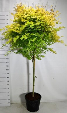 Acer shirasawanum 'Jordan' op stam 120 cm C35