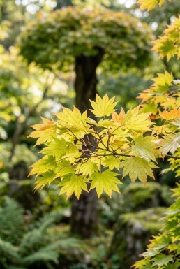 Acer shirasawanum 'Jordan' op stam 120 cm C35