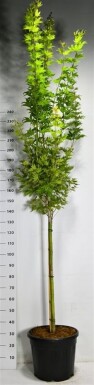 Acer shirasawanum 'Jordan' op stam 90 cm C35