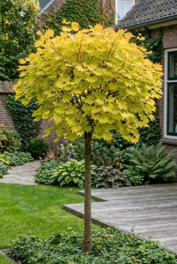 Acer shirasawanum 'Jordan' op stam 90 cm C35