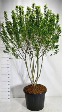 Amelanchier canadensis 'Rainbow Pillar' meerstammig 200-225 cm C110