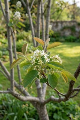 Amelanchier canadensis 'Rainbow Pillar' meerstammig 200-225 cm C110