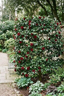 Camellia japonica 'Black Lace' Scherm 100 cm C25