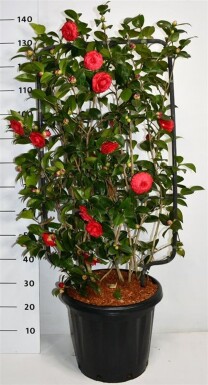 Camellia japonica 'Black Lace' Scherm 100 cm C25