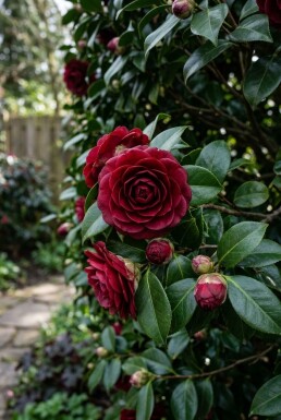 Camellia japonica 'Black Lace' Scherm 100 cm C25