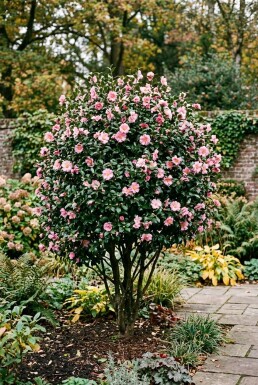 Camellia japonica 'Cleopatra' Struik 150-160 cm C130