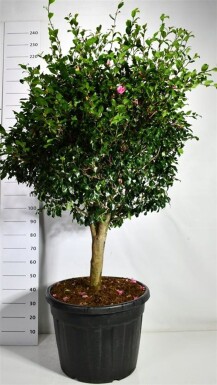Camellia japonica 'Cleopatra' Struik 150-160 cm C130