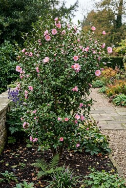 Camellia japonica 'Cleopatra' Struik 150-160 cm C130