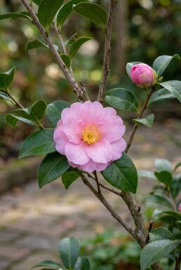 Camellia japonica 'Cleopatra' Struik 150-160 cm C130