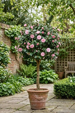 Camellia japonica 'Debbie' op stam 90 cm C60