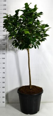Camellia japonica 'Debbie' op stam 90 cm C60