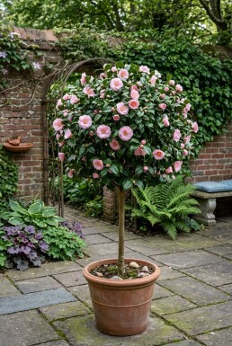 Camellia japonica 'Debbie' op stam 90 cm C60