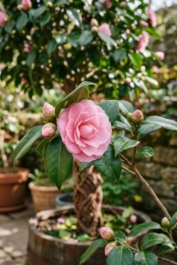 Camellia japonica 'Debbie' op stam 90 cm C60