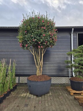 Camellia sasanqua 'Kanjiro' meerstammig 350-400 cm C1040