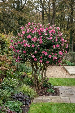 Camellia sasanqua 'Kanjiro' meerstammig 350-400 cm C1040