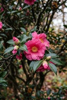 Camellia sasanqua 'Kanjiro' meerstammig 350-400 cm C1040