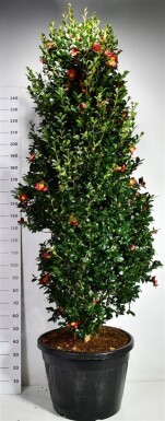 Camellia vernalis 'Yuletide' struik 200-225 cm C130